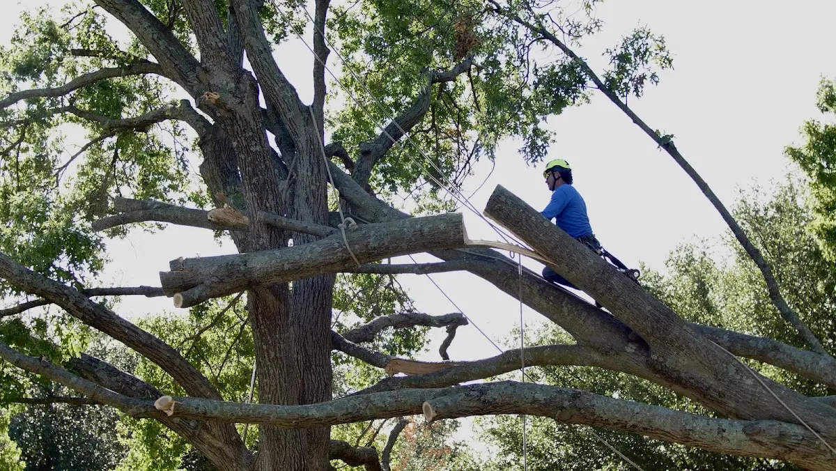 Professional Hazardous Tree Removal performed by certified arborists in Fort Harrison