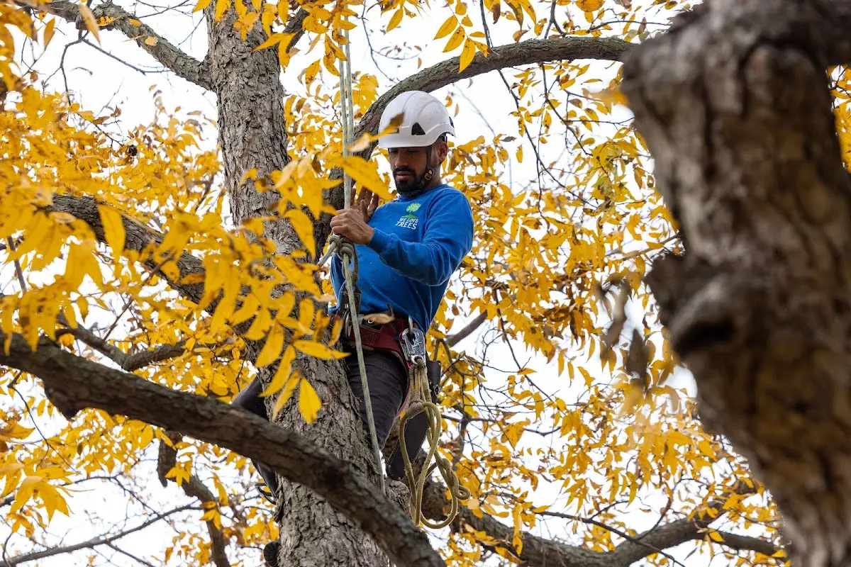 Skilled Tree Transplanting crew working in Fort Harrison